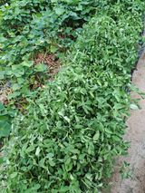 팜모닝 자유주제·칭찬해요 게시글 이미지