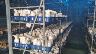 천석한님의 8월 내 작물 자랑하기 · 참여글 작성글 사진