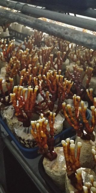 천석한님의 8월 내 작물 자랑하기 · 참여글 작성글 사진