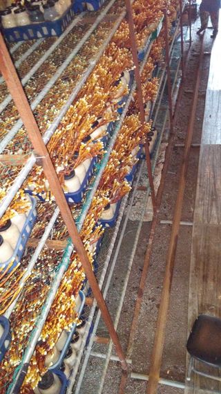 천석한님의 8월 내 작물 자랑하기 · 참여글 작성글 사진