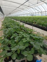 팜모닝 8월 내 작물 자랑하기·참여글 게시글 이미지