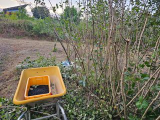 황종현님의 자두 · 영농일지 작성글 사진