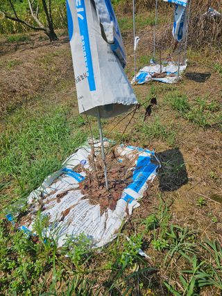 황종현님의 자두 · 영농일지 작성글 사진