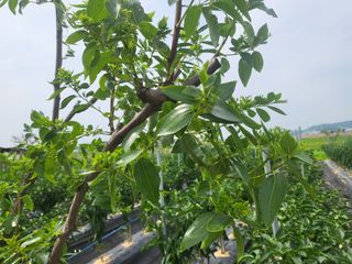 망월리농부님의 8월 내 작물 자랑하기 · 참여글 작성글 사진