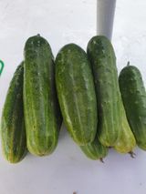 팜모닝 8월 내 작물 자랑하기·참여글 게시글 이미지