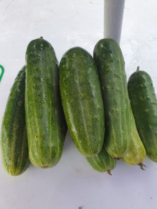 김은자님의 8월 내 작물 자랑하기 · 참여글 작성글 사진