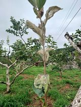 팜모닝 감·병해충상담 게시글 이미지