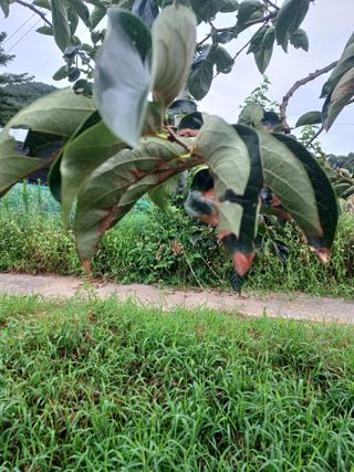 갈대님의 감 · 병해충상담 작성글 사진