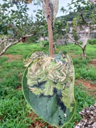 갈대님의 감 · 병해충상담 작성글 사진