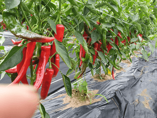 정용일님의 8월 내 작물 자랑하기 · 참여글 작성글 사진