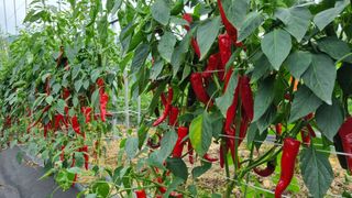 정용일님의 8월 내 작물 자랑하기 · 참여글 작성글 사진