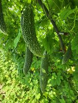 팜모닝 8월 내 작물 자랑하기·참여글 게시글 이미지