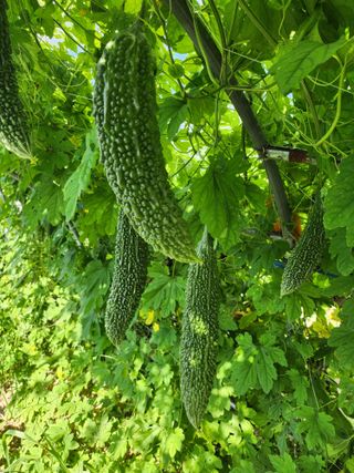 김숙연님의 8월 내 작물 자랑하기 · 참여글 작성글 사진