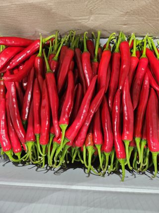 김숙연님의 8월 내 작물 자랑하기 · 참여글 작성글 사진