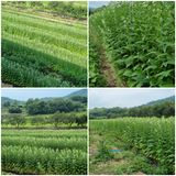 팜모닝 8월 내 작물 자랑하기·참여글 게시글 이미지