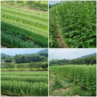 권원복님의 8월 내 작물 자랑하기 · 참여글 작성글 사진