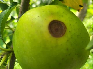 정상훈님의 사과 · 품질 향상 작성글 사진