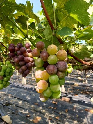 정상훈님의 사과 · 품질 향상 작성글 사진