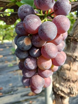 정상훈님의 사과 · 품질 향상 작성글 사진