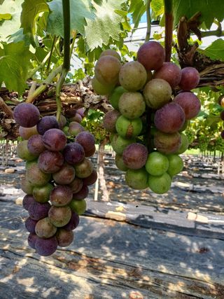 정상훈님의 사과 · 품질 향상 작성글 사진