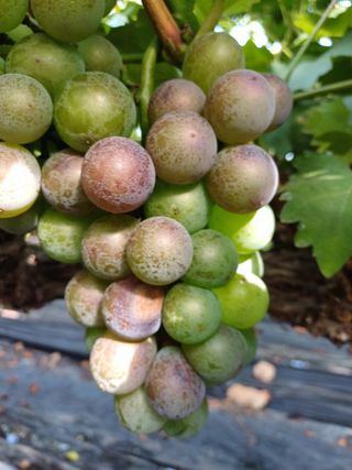 정상훈님의 사과 · 품질 향상 작성글 사진