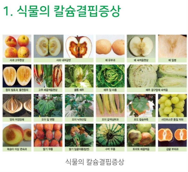 한농농약종묘사님의 장터 판매 상품 [염화칼슘비료 500ml 대유뉴초우칼] 첨부 사진