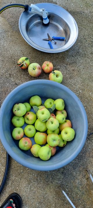 힘 내자 님의 8월 내 작물 자랑하기 · 참여글 작성글 사진