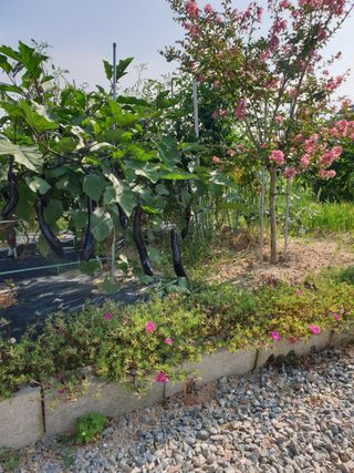 임기억님의 8월 내 작물 자랑하기 · 참여글 작성글 사진