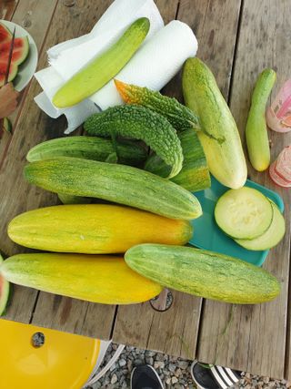 임기억님의 8월 내 작물 자랑하기 · 참여글 작성글 사진