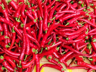 병아리농사꾼님의 8월 내 작물 자랑하기 · 참여글 작성글 사진