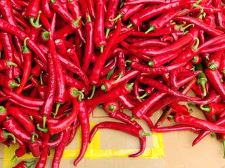 병아리농사꾼님의 8월 내 작물 자랑하기 · 참여글 작성글 사진