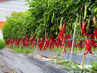 병아리농사꾼님의 8월 내 작물 자랑하기 · 참여글 작성글 사진