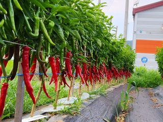 병아리농사꾼님의 8월 내 작물 자랑하기 · 참여글 작성글 사진