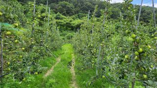 황금농원님의 8월 내 작물 자랑하기 · 참여글 작성글 사진