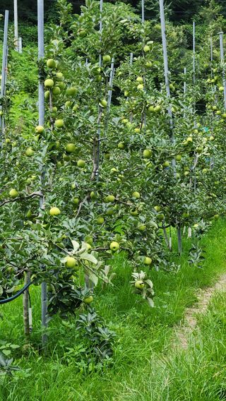 황금농원님의 8월 내 작물 자랑하기 · 참여글 작성글 사진