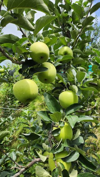 황금농원님의 8월 내 작물 자랑하기 · 참여글 작성글 사진