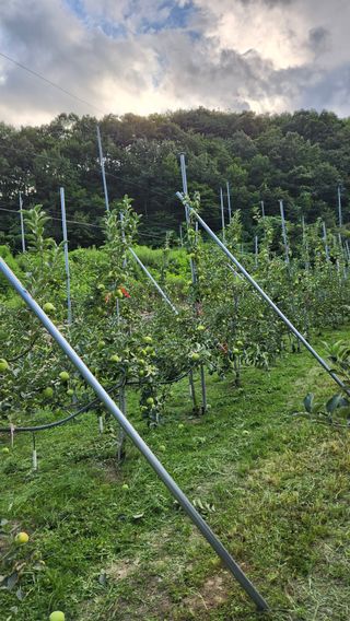 황금농원님의 8월 내 작물 자랑하기 · 참여글 작성글 사진