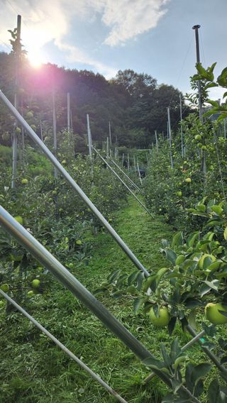 황금농원님의 8월 내 작물 자랑하기 · 참여글 작성글 사진