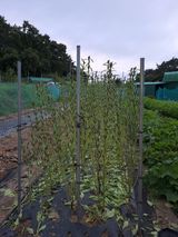 팜모닝 8월 내 작물 자랑하기·참여글 게시글 이미지