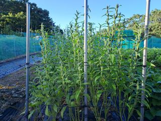 조수호님의 8월 내 작물 자랑하기 · 참여글 작성글 사진