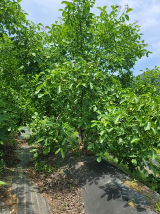 남효제님의 8월 내 작물 자랑하기 · 참여글 작성글 사진