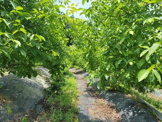 남효제님의 8월 내 작물 자랑하기 · 참여글 작성글 사진