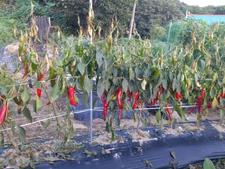 강현숙님의 고추 · 병해충상담 작성글 사진