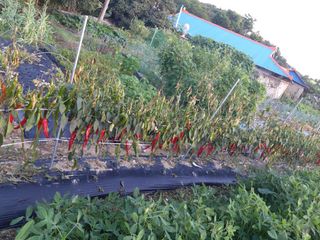 강현숙님의 고추 · 병해충상담 작성글 사진