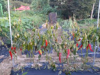 강현숙님의 고추 · 병해충상담 작성글 사진