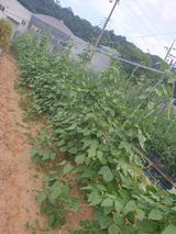 팜모닝 자유주제·자유게시판 게시글 이미지