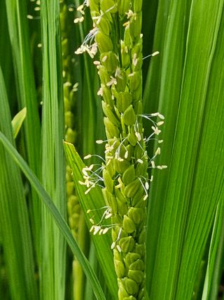 양철주님의 벼 · 자유게시판 작성글 사진