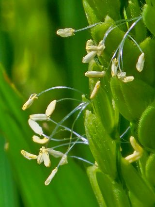 양철주님의 벼 · 자유게시판 작성글 사진
