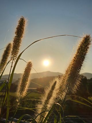 양철주님의 벼 · 자유게시판 작성글 사진