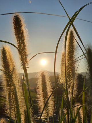 양철주님의 벼 · 자유게시판 작성글 사진